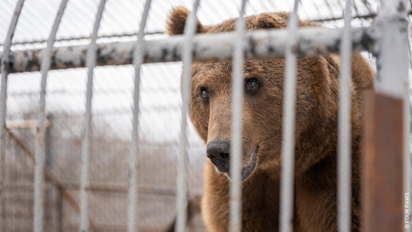 Bear dunbar behind cage
